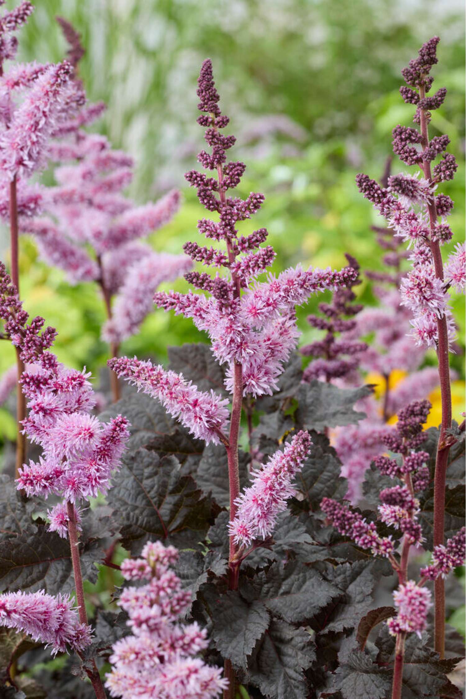 Jaloangervo 'Dark Side of the Moon' (Astilbe)